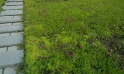 辽宁省种植佛甲草屋顶绿化可以吗，青叶佛甲草种子在哪里购买？