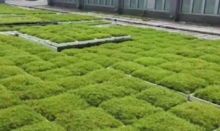 福建省屋顶绿化需要浇水吗，几月种植效果好？