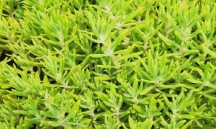 四川省屋顶绿化使用佛甲草可以吗，金叶佛甲草是多年生植物吗？
