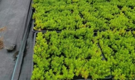 甘肃省屋顶绿化一般都用什么品种，种植后发芽率怎么样？