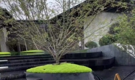 浙江省地区做屋顶绿化效果好吗，佛甲草植物有毒吗？