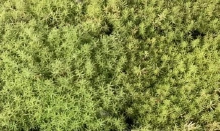 贵州省佛甲草屋顶绿化效果怎么样，金叶佛甲草适合种植在什么地方？