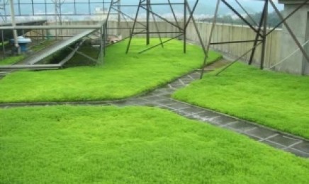 山东省种植佛甲草屋顶绿化可以吗，佛甲草植物有毒吗？
