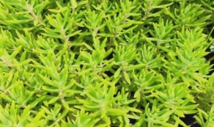 湖北省屋顶绿化种植佛甲草能用多长时间，种植后有效果吗？