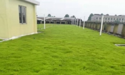 河南省屋顶绿化可以种植佛甲草吗，种植后可以防水吗？
