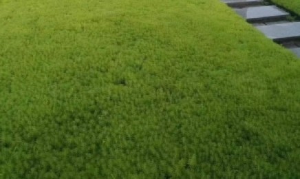 辽宁省屋顶绿化每年都要重新做吗，青叶佛甲草种植后效果好吗？