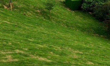 湖北省屋顶绿化种植佛甲草多少钱，佛甲草的原产地是哪？