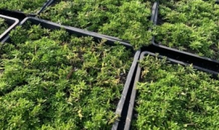 黑龙江省屋顶绿化种植佛甲草多少钱，佛甲草的原产地是哪？
