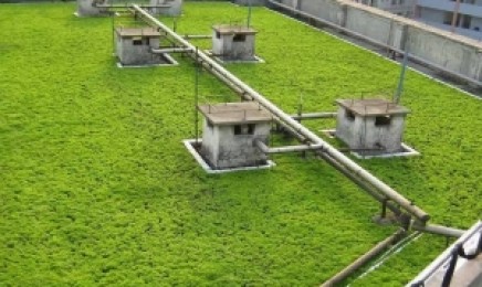 陕西省屋顶绿化种植佛甲草效果好吗？佛甲草适合种植在什么地方？