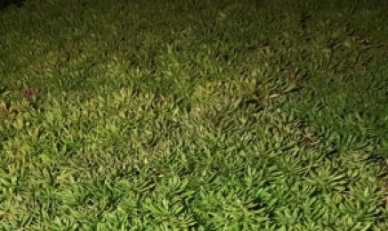 云南省屋顶绿化种植佛甲草可行吗？一平方米要多少佛甲草的种子？