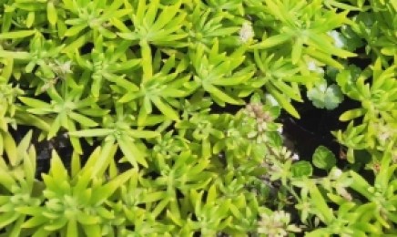吉林省屋顶绿化种植佛甲草能用多长时间？种植后发芽率怎么样？