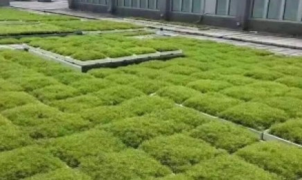 甘肃省屋顶绿化种植佛甲草需要怎么操作，种植后几天可以发芽？