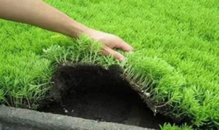 黑龙江省种植佛甲草屋顶绿化可以吗，几月份可以种植？