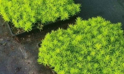 陕西省屋顶绿化种植佛甲草几月份最好，种子在哪里购买？
