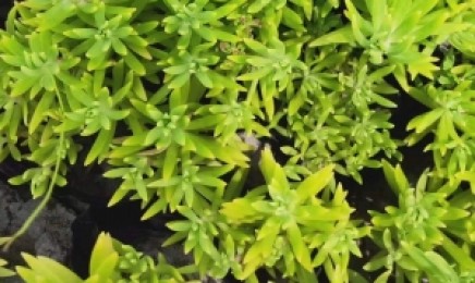 四川省屋顶绿化种植佛甲草需要多少钱，佛甲草植物有毒吗？
