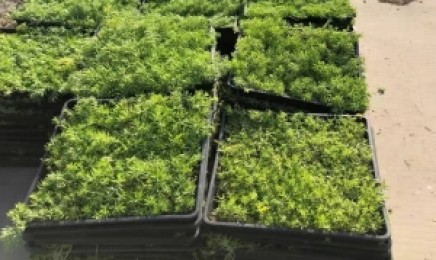 陕西省屋顶绿化种植青叶佛甲草合适吗？种植后的效果如何？
