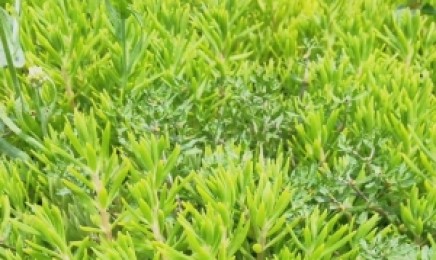 四川省种植金叶佛甲草做屋顶绿化可以吗？是通过什么方法种植的？