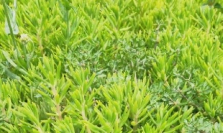广东省屋顶绿化种金叶佛甲草合适吗？种植后效果如何？