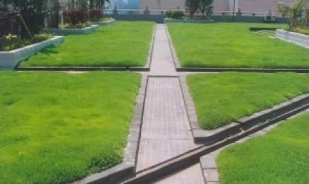 山东省屋顶绿化多久进行施肥一次，青叶佛甲草适合种植在什么地方？