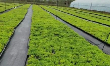 安徽省屋顶绿化的功能和意义有哪些，适合作为屋顶绿化吗？