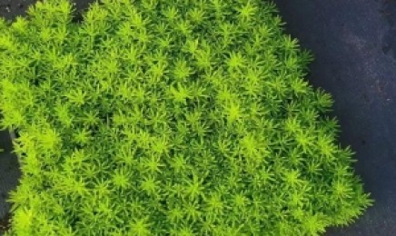 山东省佛甲草种植技术方法，是多年生植物吗？